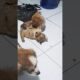 Cute puppies love to play before eating their meals. #shorts #cute #puppy #love #pleasesubscribe