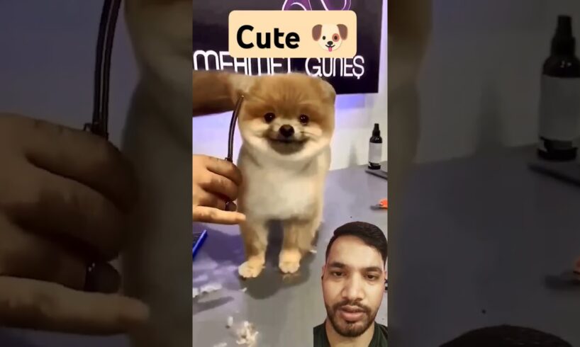 Cutest Puppy haircuts 🤡✅💗 #shorts