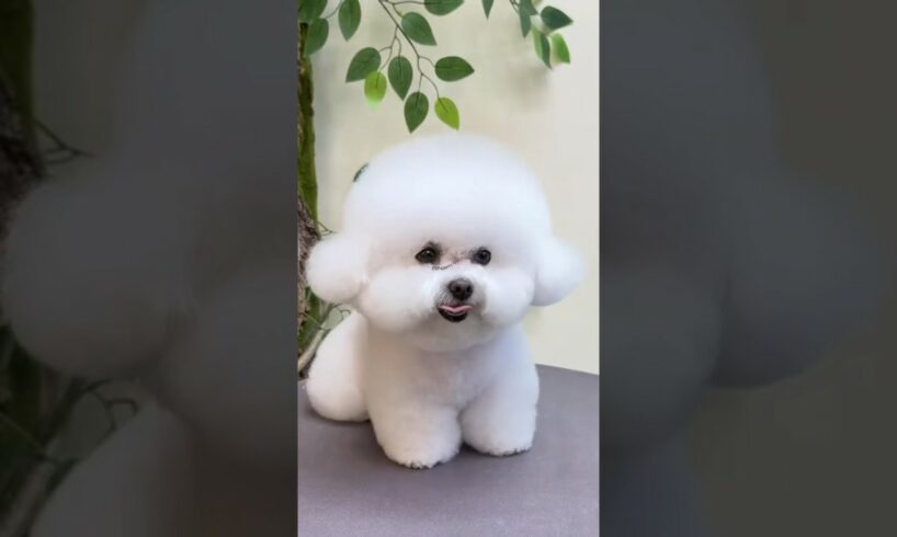 Cutest puppies in the World | Smallest dog | cute dog video | Toypom dog #viral #dog #shorts #world