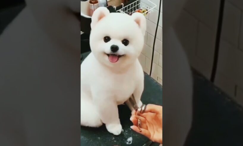 Cutest puppy in this world 2024 #viralvideo #fyp #videos