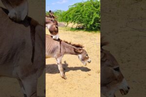 Donkey big Awaz but donkey is very happy |#jungles #pets #subscribe