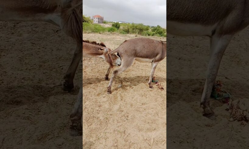 Donkey #ghadha #animals #donkey #pets #shortsfeed #shorts