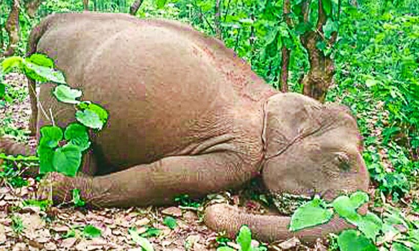 Elephant herd travel 12 hours to mourn human who rescued them