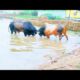 "Epic Wild Animal Fights Compilation | Funniest Animal Moments, Giant Battles, and More!"