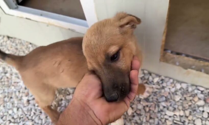 Eros Loves his new Adopted Puppy Brother! - Takis Shelter