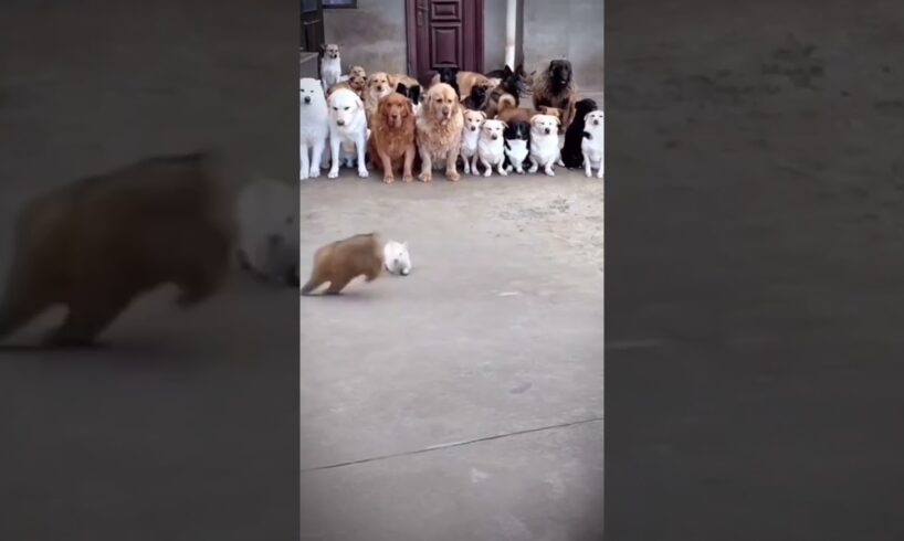 Funniest Animal Fight Gathering; Ferret Fights!