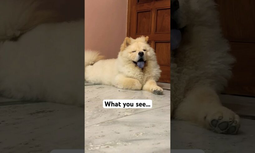He will always be the cutest puppy 🐶🐾#puppy #feed #chowchow #dog #dogshorts #samoyed #fyp#shorts