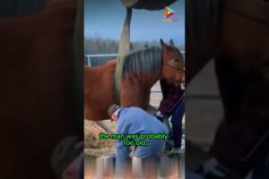 Horse Rescue Mission #animals #rescue #shortvideo #shorts