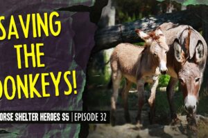 Horse Shelter Heroes S5E32 - Saving the Donkeys!