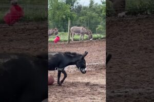 I know my donkeys!🤣 #shorts #onehappyassfarm #farmlife #donkey #bucketlist  #animals #funnypets