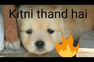 Kitni Sardi hai #pillu cute puppies 🐕😅