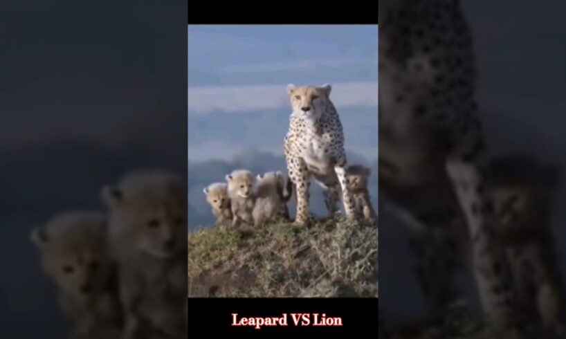 Leapard VS Lion fight #viralvideo #youtubeshorts #leapord #lion #animals