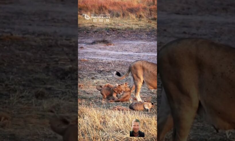 Lion cubs playing together catch mother tail #wildanimals #lioncubs #animals