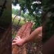 Man Saves Baby Deer from Fence