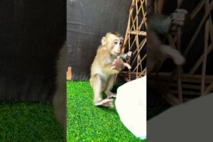 Mario sit play alone #video #monkey #trending #cute #animals #love #viralvideo #youtube #pets