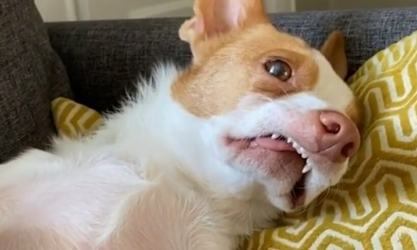 My rescue dog turned out to be a jerk