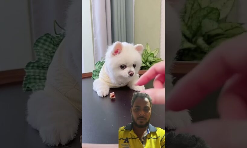 Note dog nice doggy #dog #shorts #homepet #cutest #puppy #cute #loversingh48