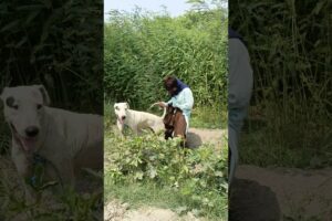 Oh no A boy are playing with the Dog and each other #shorts #viral