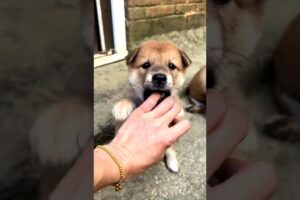 Play with super cute pups #shorts #dog #puppy #cute #pets #animals #doglife #cutedog #doglove