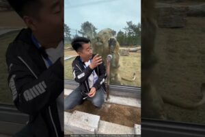 Playing with animals proved costly 😨 #shortvideo
