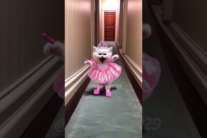 Princess syndrome#cat#cat #cats#catvideos #cute #kitten #catshorts #story #cuteanimal #cutecats