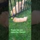 Puppy playing with Mommy #puppy #cute #youtubeshorts #youtube #animals #goldenretriever #trending