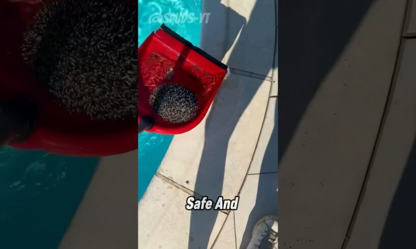 Rescuing a Hedgehog and Witnessing a Miracle! #shorts #rescue