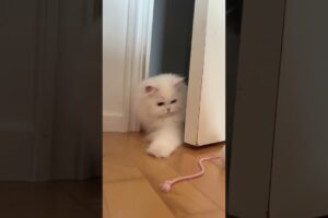 So Cutest Kitten 🐾 😺 #cat #kitten #catshorts #cats #cutecats #humor #nature