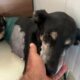 The Senior Dog is Recovering and got the Cutest Name! - Takis Shelter