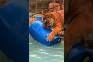 Time to play for Atilla the Tiger #tiger #lion #bigcat #savetiger