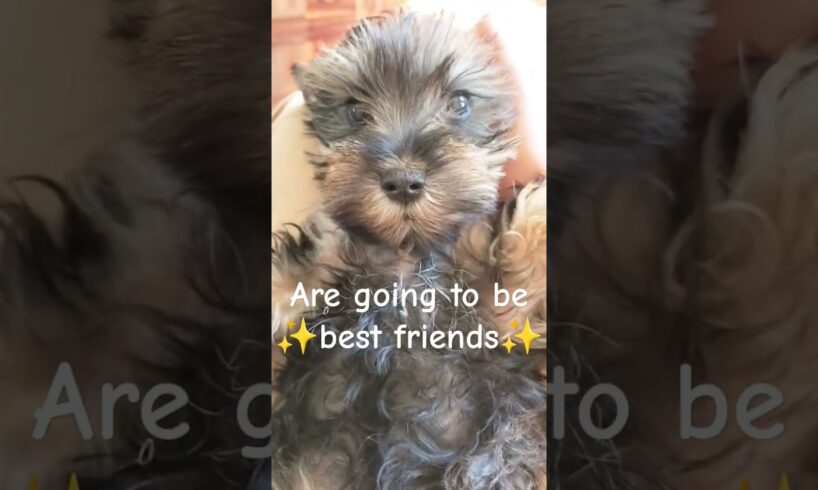 We will be best friends! #cute#puppies#pets#