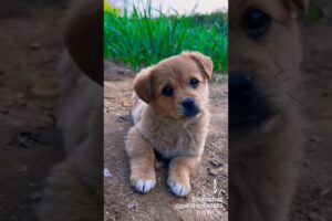 #cute puppies 😍😍