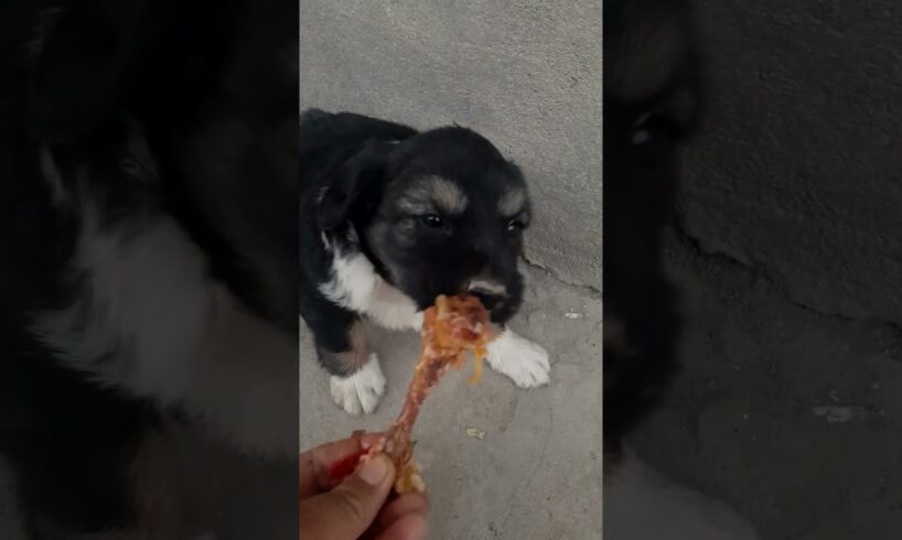 cute puppies #cutepuppy #hungry