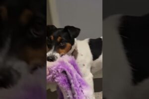 cute puppies nightly routine #dog #dogs #puppy #puppies #pets #cute #sweet #happy #funny #jrt