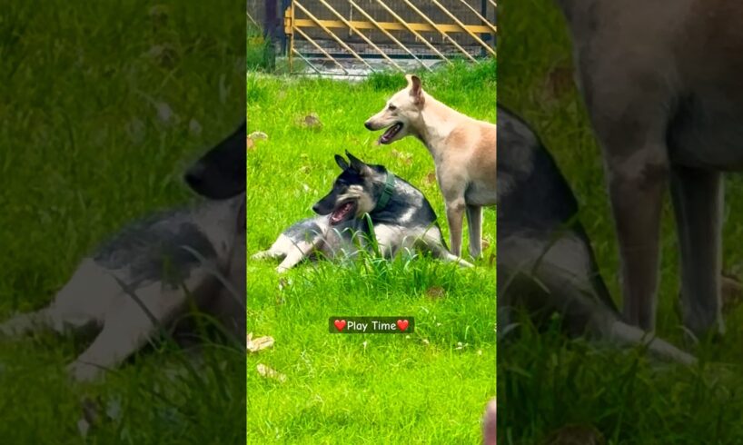 #dog #playtime #animals #dogs #doglover #india #friends #animallover #life #beautiful #pets #playing