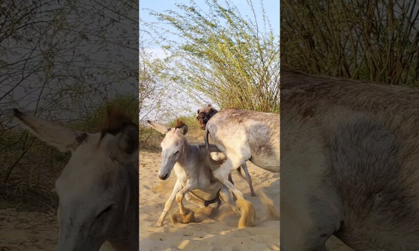 #donkeysanctuary #animaldog #youtubeshort #jungle
