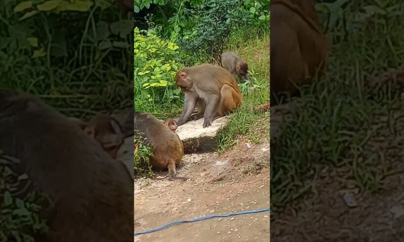 itane sare monkey kya Kar Rahe hai #funny #monkey #comedy #monkeymonkey #animals #monkeytalk