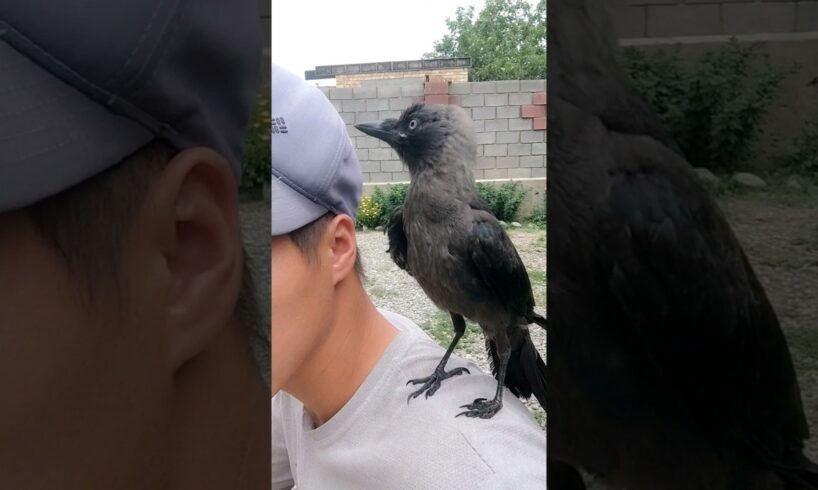 smart crow is playing with me #crow #crow #trending #viralshort #animals #pets