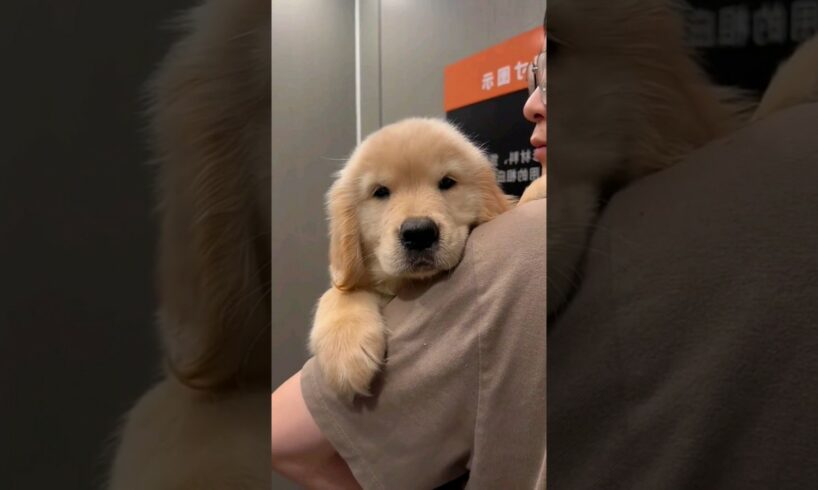 මගේ තුති කාලෙ ❤️😍 cute puppies ❤️😇 #cute #dog #doglover #puppy #lovely #dogs #viralshorts #shorts ❤️