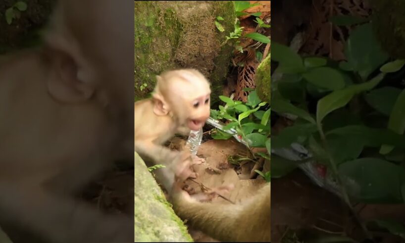 07-09-24 #babymonkey #newbornmonkey #monkeywildlife #cutebabymonkey #adorablebabymonkey