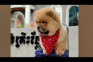 Cute Dog Collection, The World’s Cutest Puppies #dog #puppies #puppy #video #cute #cutest