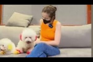 Cute Dog Collection, The World’s Cutest Puppies #dog #puppies #puppy #video #cute #cutest