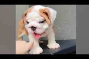 Cute Dog Collection, The World’s Cutest Puppies #dog #puppies #puppy #video #cute #cutest