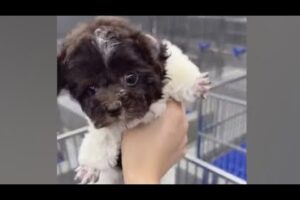 Cute Dog Collection, The World’s Cutest Puppies #dog #puppies #puppy #video #cute #cutest
