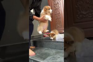 Cute Dog Collection, The World’s Cutest Puppies #dog #puppies #puppy #video #cute #cutest