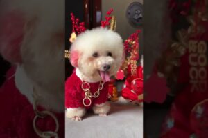 Cute Dog Collection, The World’s Cutest Puppies #dog #puppies #puppy #video #cute #cutest