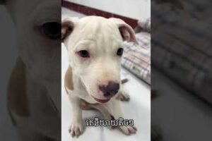 Cute Dog Collection, The World’s Cutest Puppies #dog #puppies #puppy #video #cute #cutest