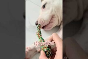 Cute Dog Collection, The World’s Cutest Puppies #dog #puppies #puppy #video #cute #cutest