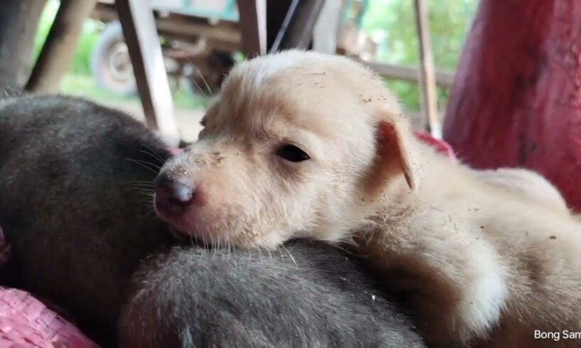 The Cutest Puppies Ever