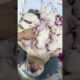 Cute Puppies Drinking Breast Milk #cutepuppy #puppy #doglovers